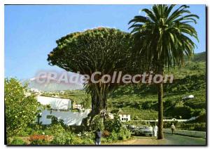 Postcard Modern Tenerife Drago Milenario