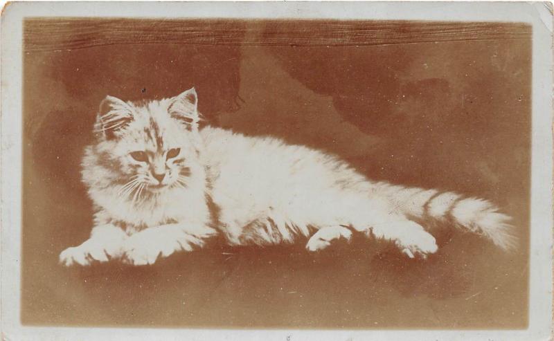 D57/ Cat Feline Animal Real Photo RPPC Postcard c1910 Long-Haired Cat Cute 3