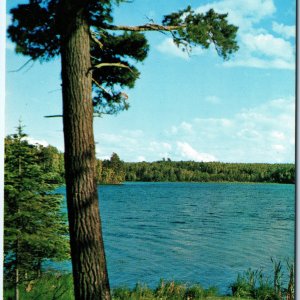 c1950s Beaver Dam, WI Greetings from Custom Chrome PC Norway Pine Tree Lake A296