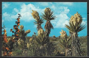 Mohave Yucca Cactus - [MX-459]