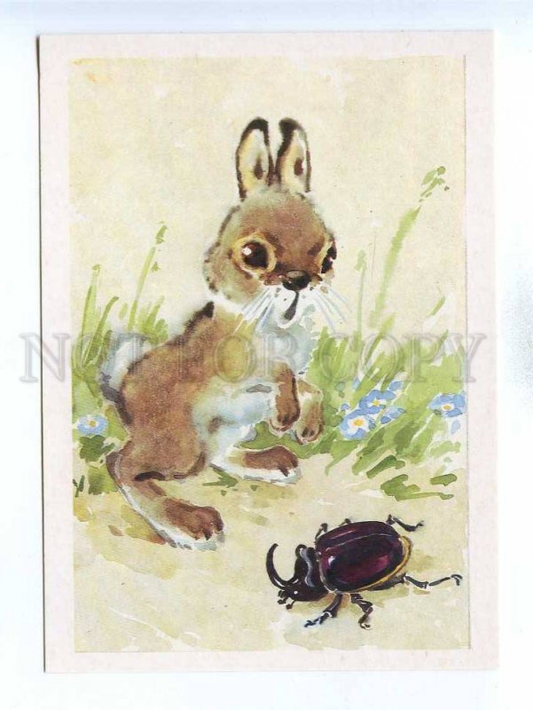 195684 HARE & European rhinoceros beetle by Hamburger 