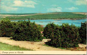 Vtg 1960s Orange Groves in Florida FL Lake View Postcard