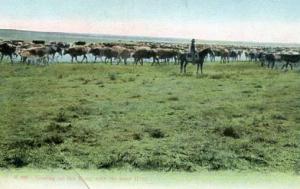 Coming up the trail with the beef herd