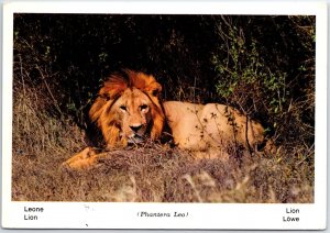 VINTAGE CONTINENTAL SIZED POSTCARD MALE LION (PHANERA LEO) IN KENYA AFRICA 1978