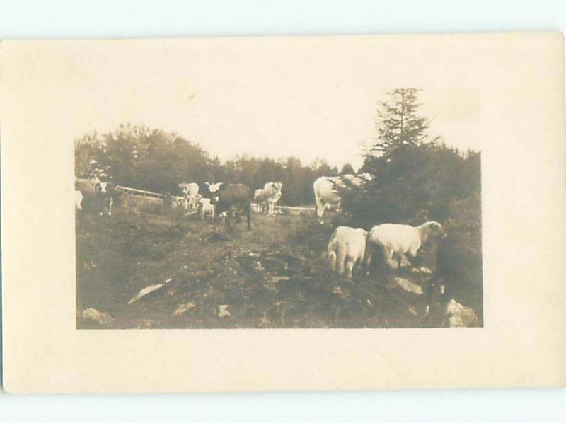 rppc c1910 MANY ANIMALS ON THE FARM AC8708