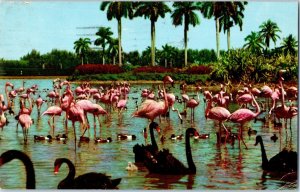 Flamingos And Swans On The Infield Lake Hialeah Race Course Postcard Posted 1958