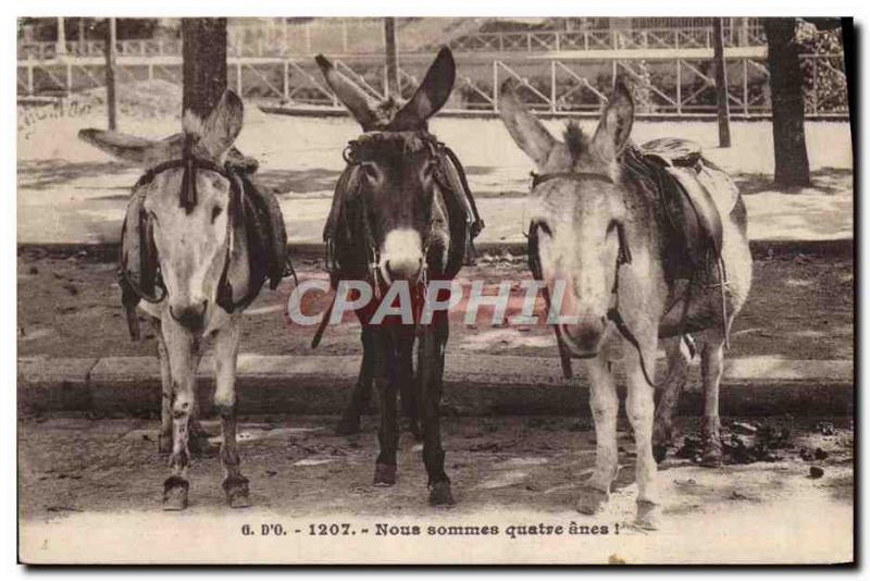Old Postcard Donkey Mule Four Donkeys
