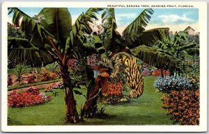 Beautiful Banana Tree Bearing Fruit & Flower Landscapes Florida FL Postcard