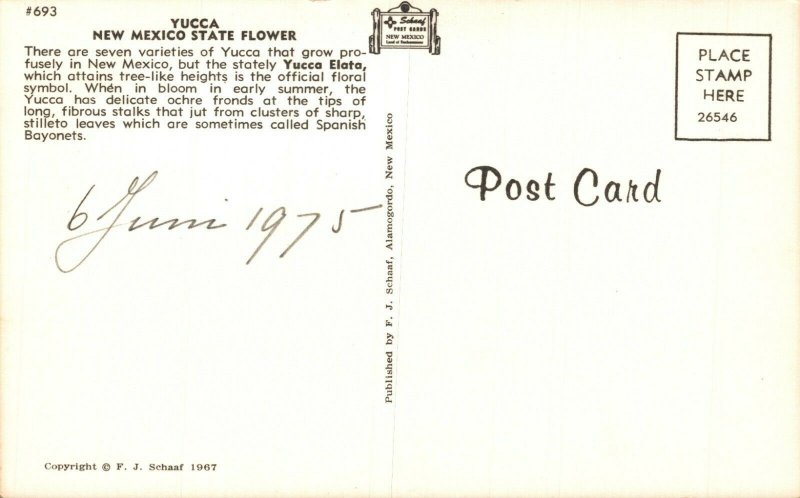 USA New Mexico State Flower Yucca Chrome Postcard 08.65
