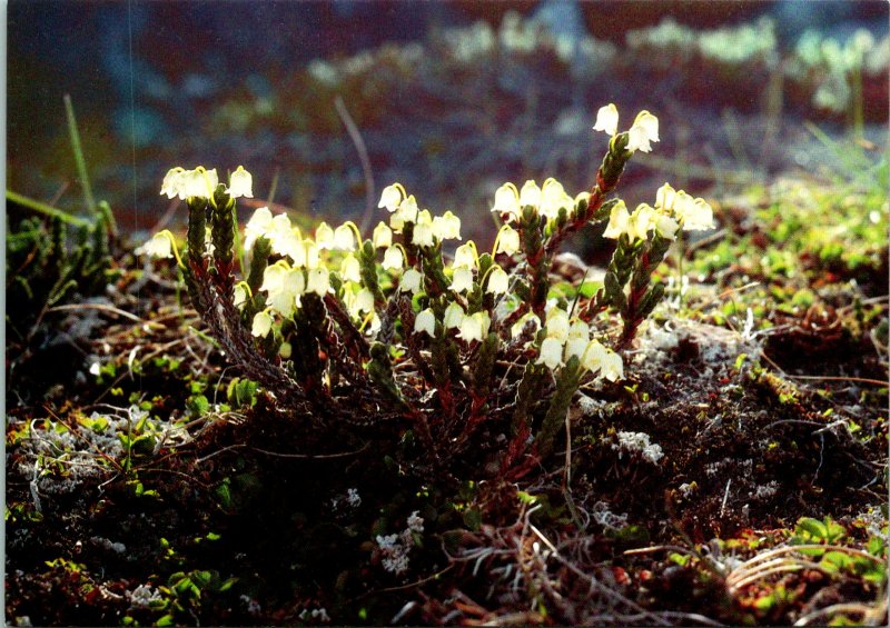 Flower Greenland Postcard unused 1990 (9930)