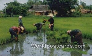 Cultivation of the Rice Thailand Writing on back 