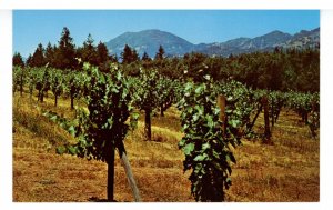 CA - Napa Valley. Schramsberg Champagne Vineyards