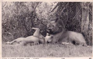 Lions At Queen Elizabeth National Park Uganda Zoo Old Postcard