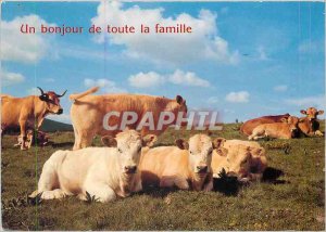 A Modern Postcard Greetings from the whole family B�ufs