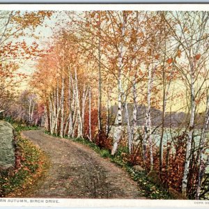 c1910s Generic Autumn Birch Tree Drive PC Road Trail Detroit Photographic A324