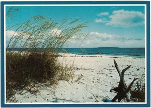 Beautiful White Sandy Beach On Florida's Coast, Chrome Postcard