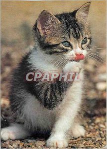 Modern Postcard Kitten tiger