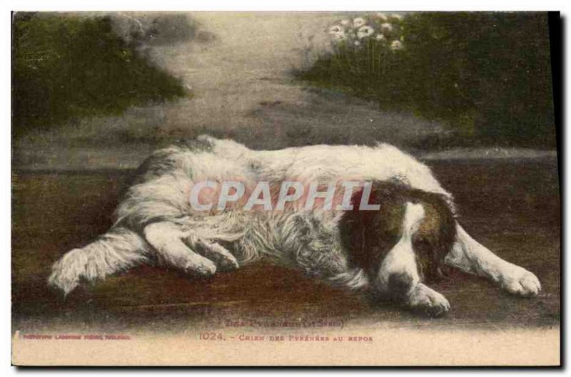 Old Postcard Dog of the Pyrenees at rest Dogs