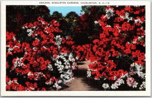 Azaleas Middleton Gardens Charleston South Carolina SC Postcard