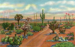 10632 Various Species of Cactus Seen on the Desert 1954