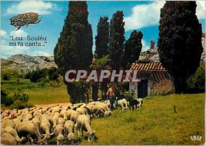 Postcard Modern Reflections of Provence The Shepherd and his Flock