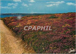 Postcard Modern Coulerus of Britain Bruyere Field and broom