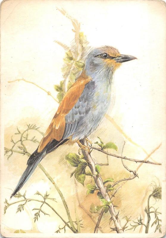 B98685 bird oiseau painting postcard b voz rollier d europe   animaux animals