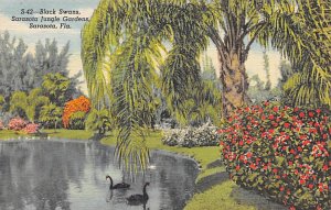Black Swans Sarasota Jungle Gardens - Sarasota, Florida FL Postcard