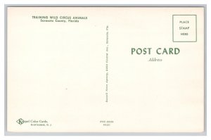 Postcard Training Wild Circus Animals Sarasota County Florida