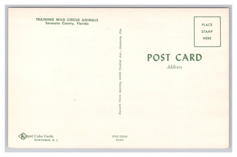 Postcard Training Wild Circus Animals Sarasota County Florida