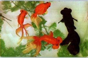 Beautiful Golden Fish Ngkok Thailand Fish Postcard