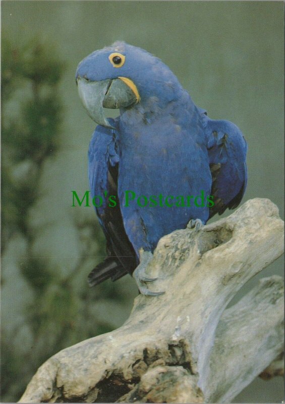 Animals Postcard - Birds - Loro Parque, De Papagayos Del Mundo, Tenerife RR12770