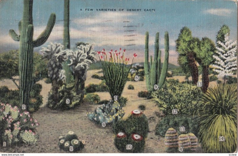 A few varieties of Desert Cacti, 1943