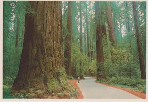 COAST REDWOOD - SEQUOIA SEMPERVIRENS - 610