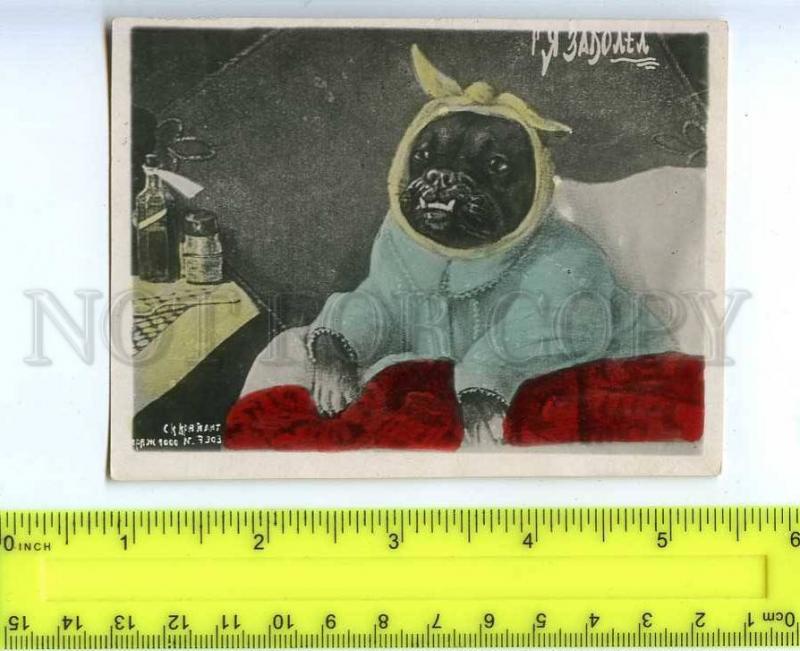 222124 USSR RUSSIA dressed PUG dog toothache Old photo PC