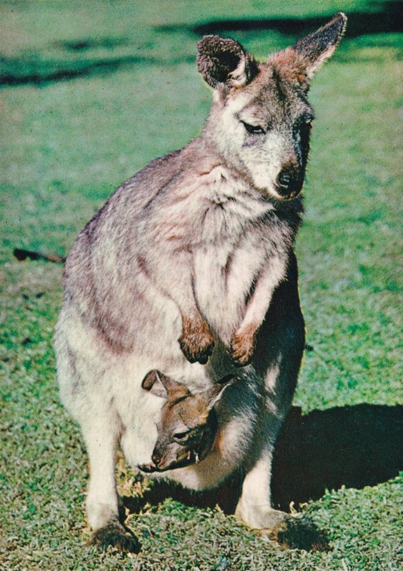 Australian Wallaroo & Joey Baby Postcard