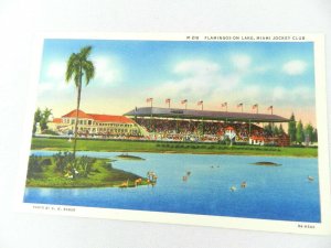Vintage Postcard Florida Miami Jockey Club Flock of Flamingos Hialeah FL.
