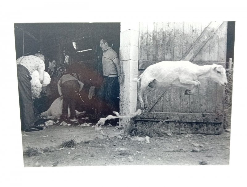 Sheep Shearing In Wales UK Vintage Postcard Photo By Fay Goodwin 1977