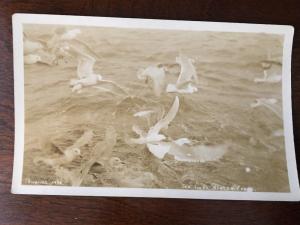 RPPC John E. Thwaites 1934 Sea Gulls, Alaska Coast. A6