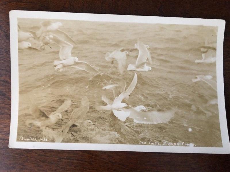 RPPC John E. Thwaites 1934 Sea Gulls, Alaska Coast. A6