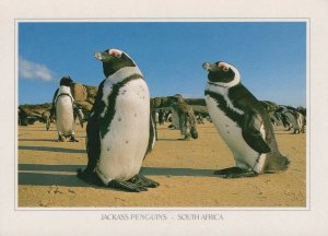 Animals Postcard - Jackass Penguins, South Africa  RR7177