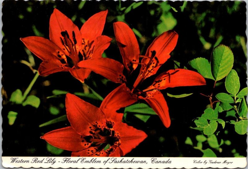 Canada Western Red Lily Floral Emblem Of Saskatchewan