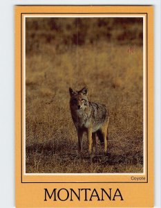 Postcard The Cayote Montana USA