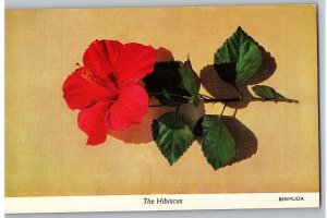 Hibiscus Flowering Oriental Shrub Blooms All Year Round Hawaii Postcard