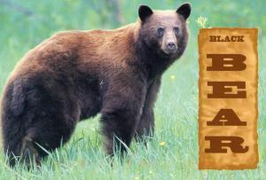 Black Bear in Canada