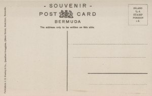 Bermuda Hamilton Crop Season on Front Street Vintage Postcard 03.72