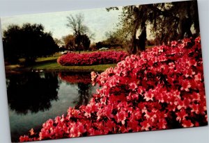 Postcard flowers azaleas by water