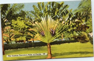 postcard St. Petersburg, Florida - The Curious Traveler's Palm of Florida