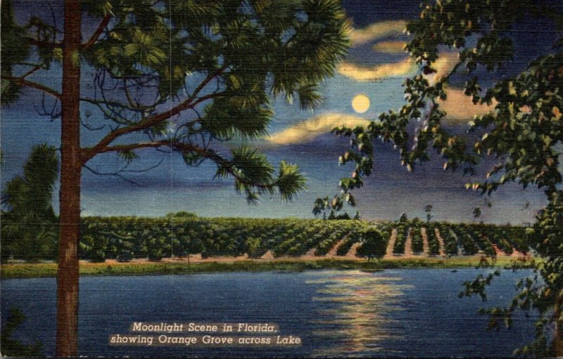 Florida Moonlight Scene Showing Orange Grove Across The Lake 1947 Curteich