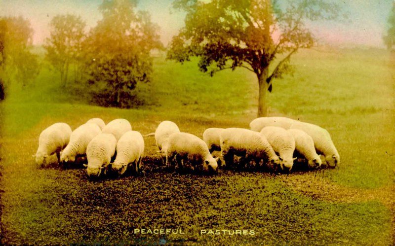 Sheep in Pasture    *RPPC